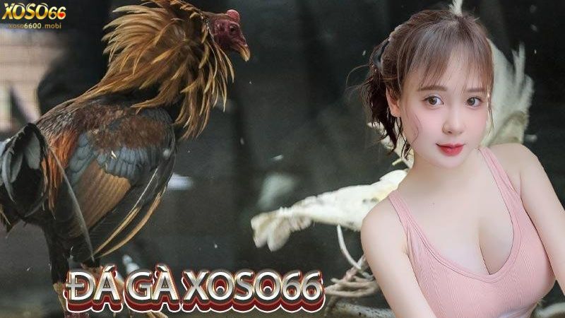 Thỏa mãn đam mê cùng đá gà Xoso66